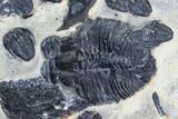 Bolaspidella & Elrathia Trilobite Cluster - Utah #105515-3